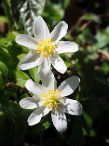 Flower anemone nemorosa anemone