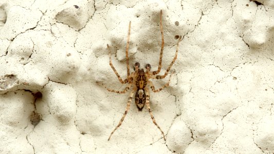 Anyphaena accentuata