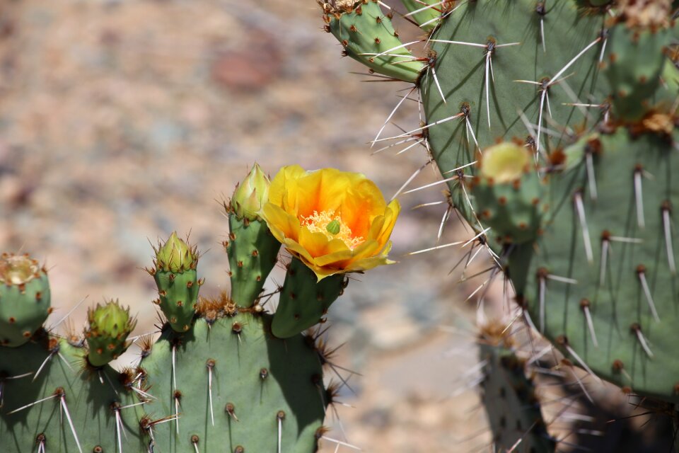 Desert arizona cacti