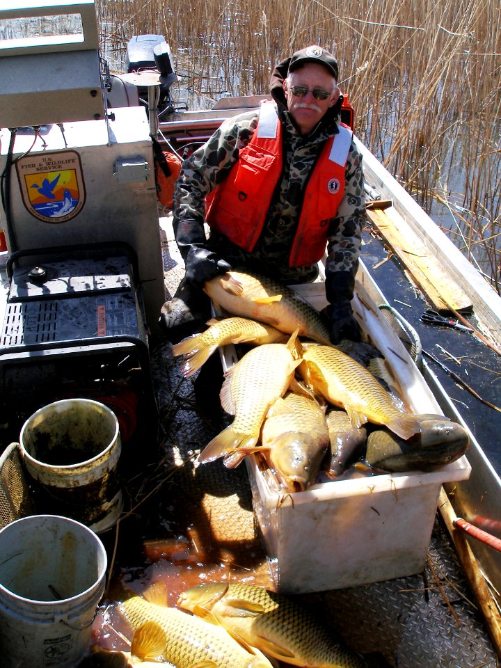Boatload of captured common carp at Valentine National Wildlife Refuge, NE
