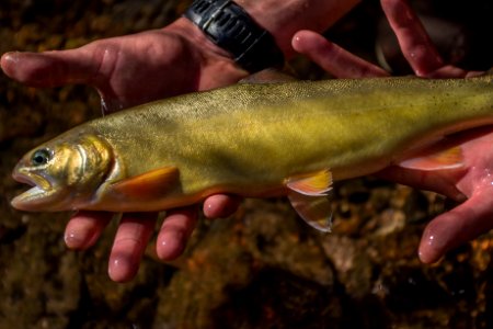 Gila Trout photo