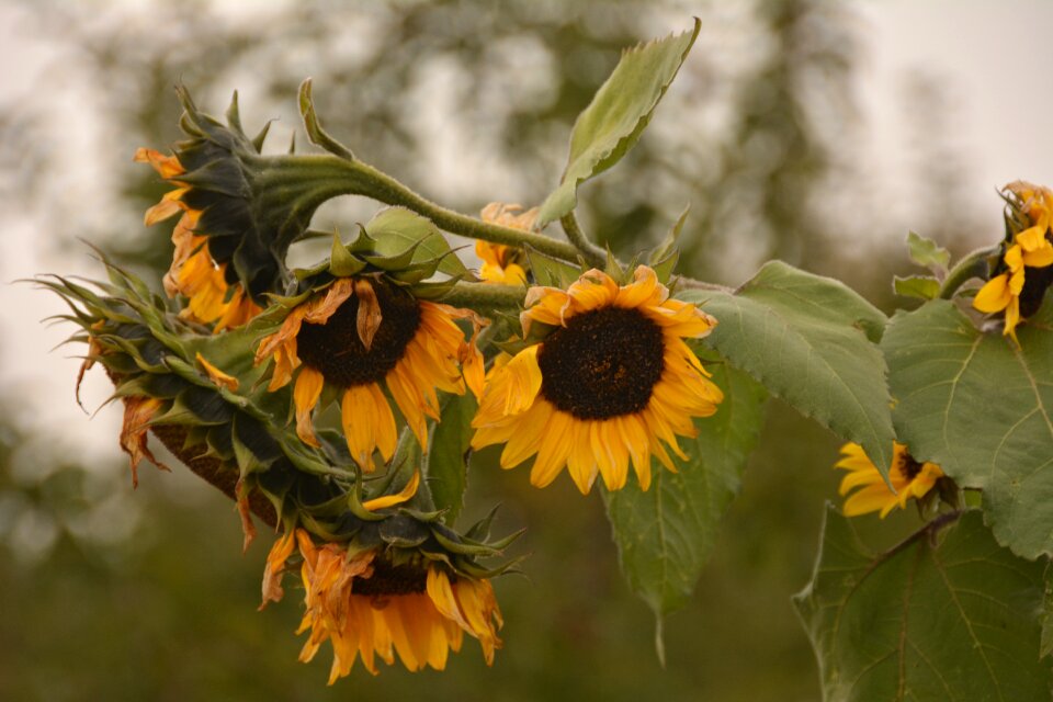 Blossom sunny brown sunflower