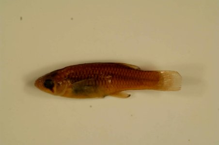 Big Bend Gambusia