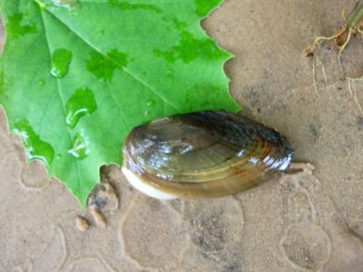 Scaleshell Mussel