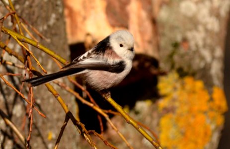 Aegithalos caudatus