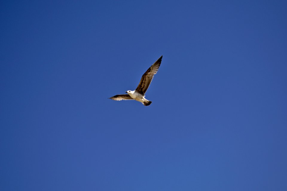 Fuerteventura - seagull