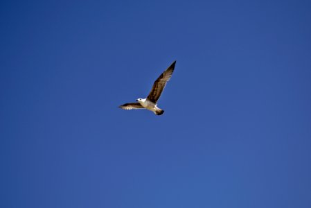 Fuerteventura - seagull photo