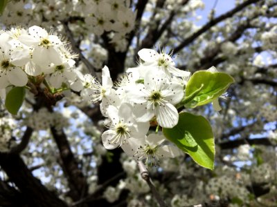 White Plum Tree Booming