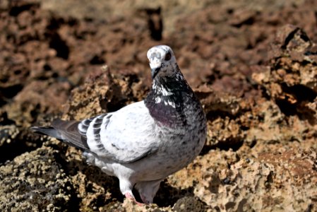 Fuerteventura - seagull photo