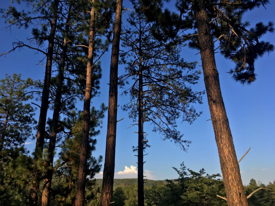 Under the Pines, Over the Rim