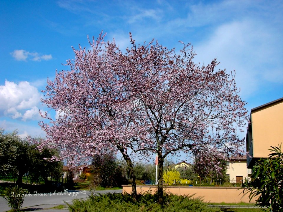 Primavera in via Vallette a San felice del Benaco Brescia Lombardia Italia