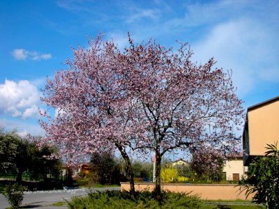 Primavera in via Vallette a San felice del Benaco Brescia Lombardia Italia