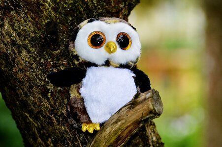 Cute goggle sweet