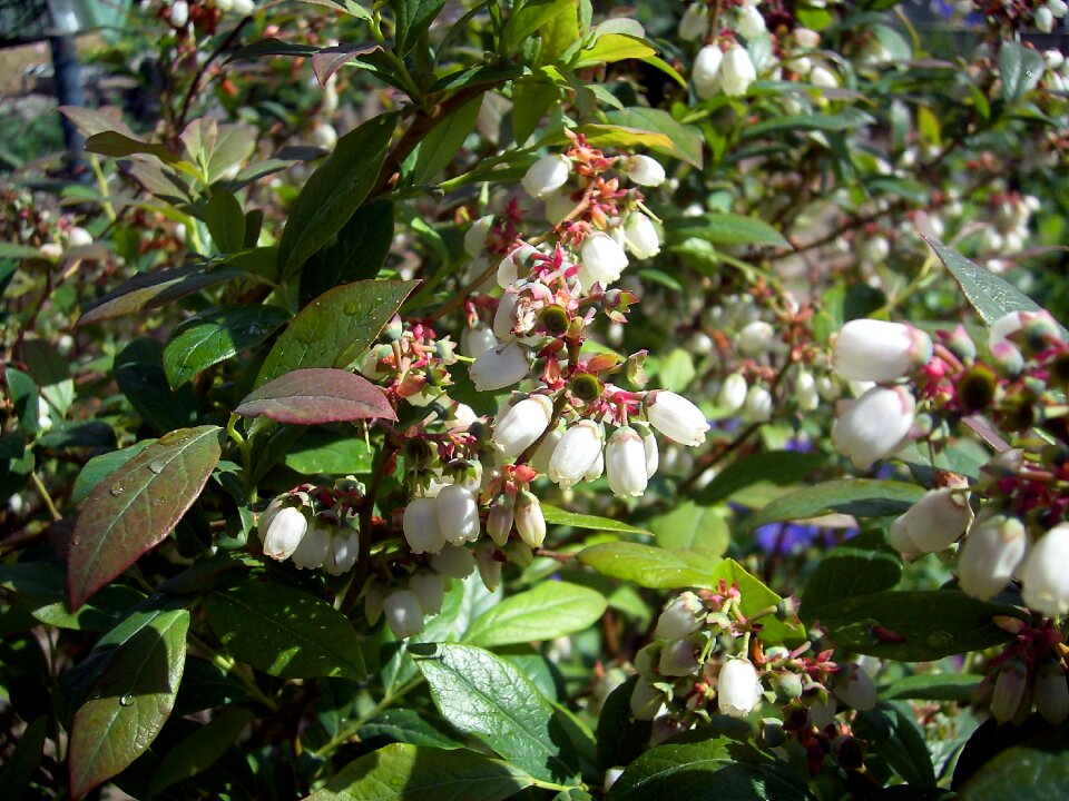 Shrub flowers bloom spring