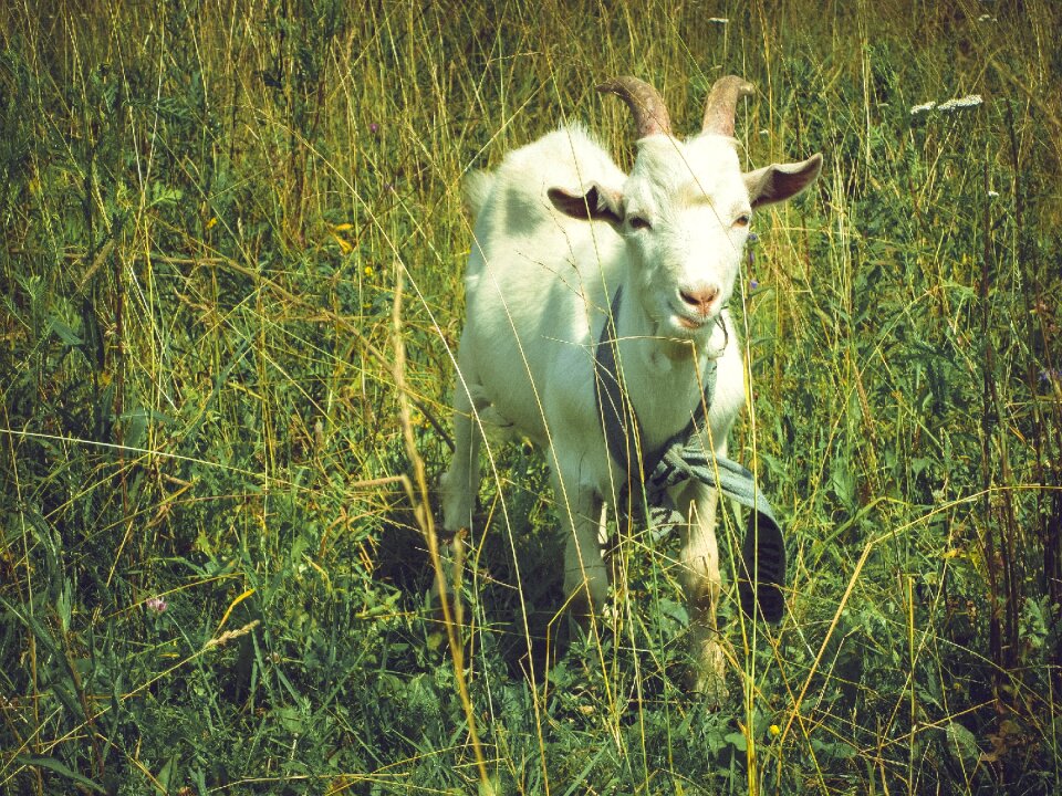 Grass sunny field