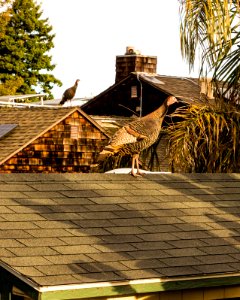 Berkeley Turkeys on Rooftops