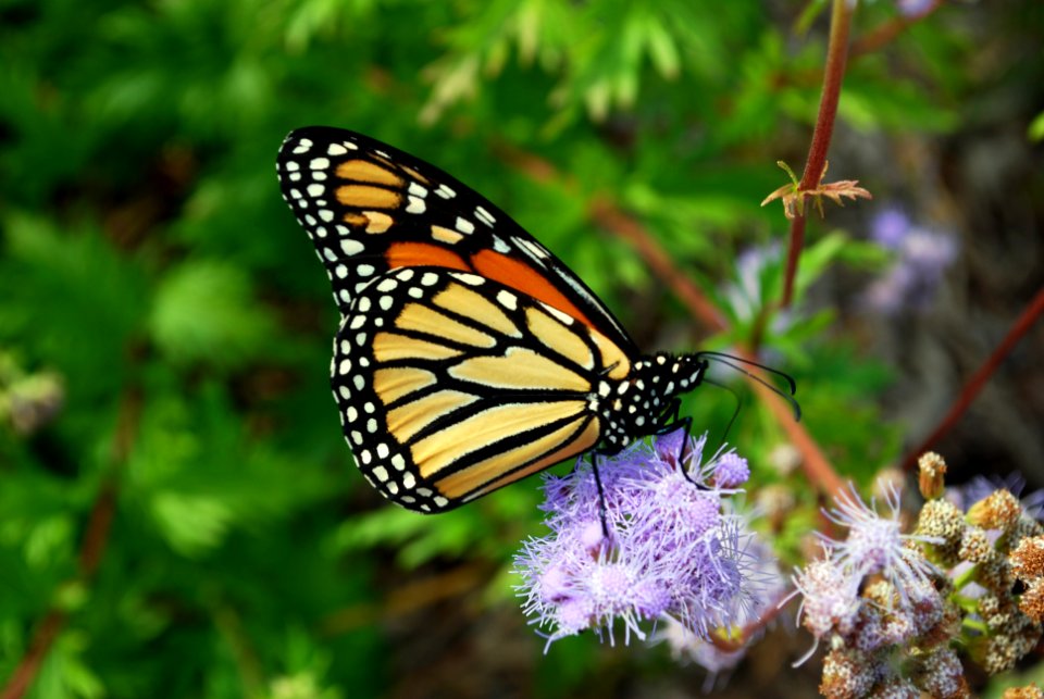 20201009-NRCS-RAM-002 Monarch on Conoclinium greggii Payne County OK 733