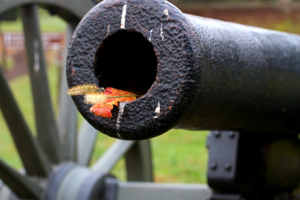 Pretty for the Cannon