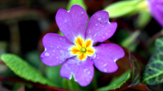 Violette Primel mit Tau 1