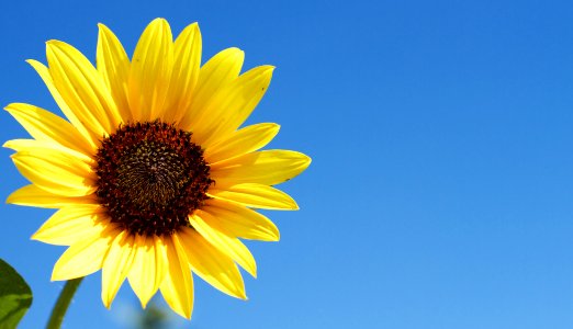The Sky Has a New Sun