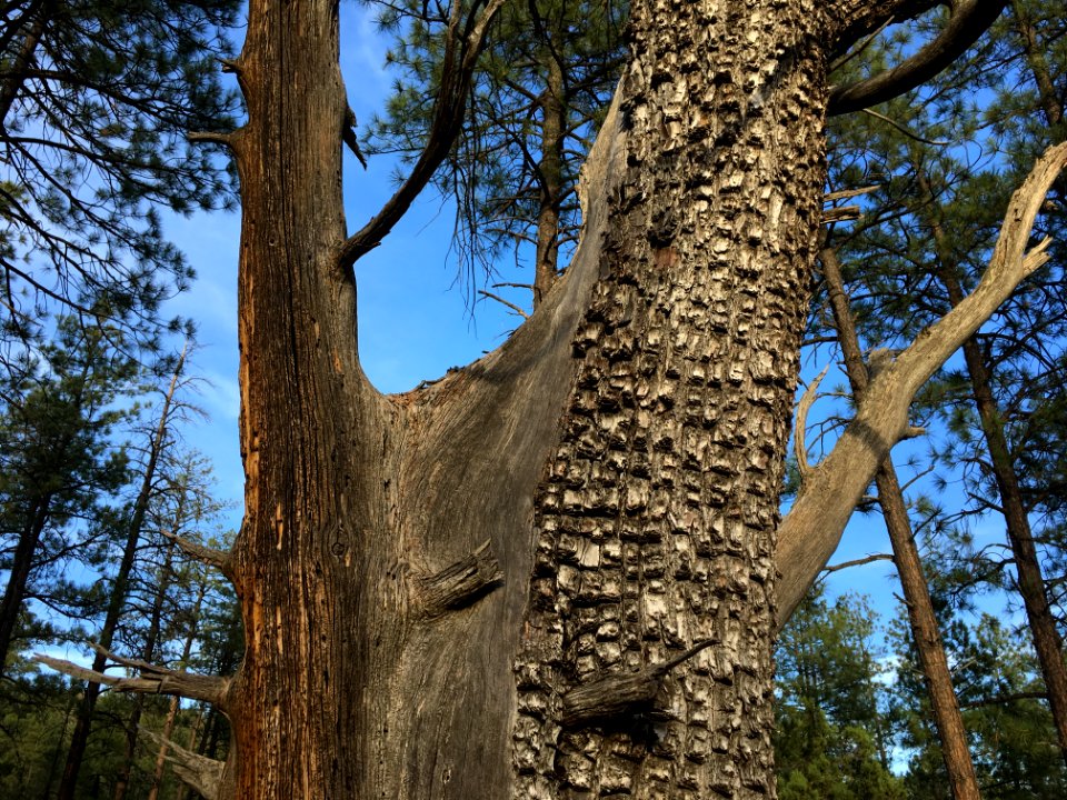 Grand Old Juniper