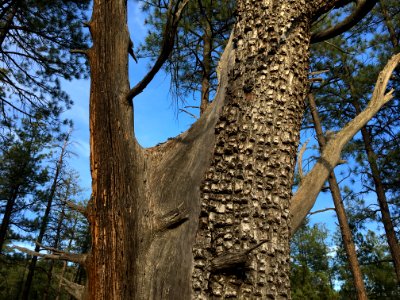Grand Old Juniper