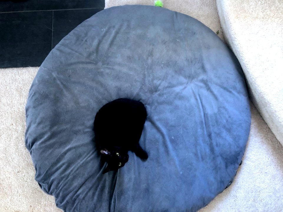Operation Occupy Dog Bed