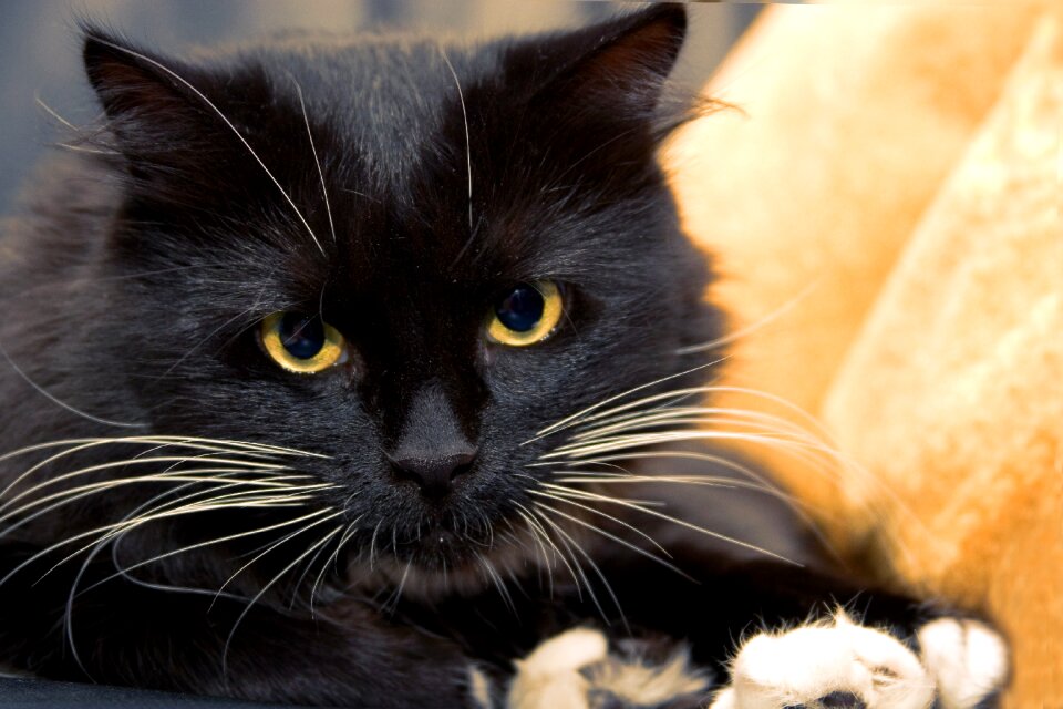 Cat person cat's eye pets