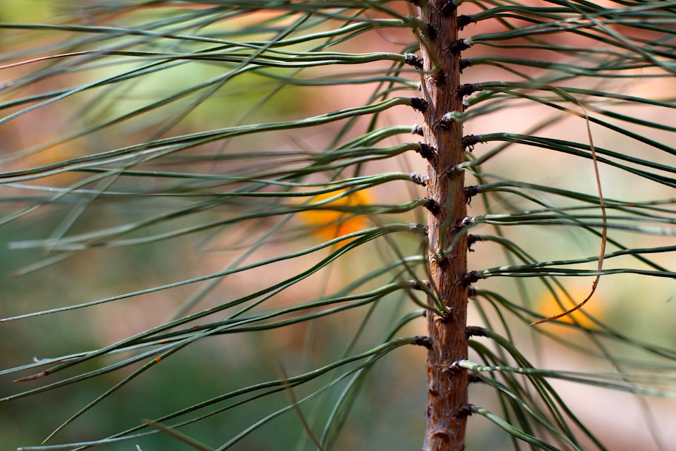 2017/365/245 Through the Tiny Pines
