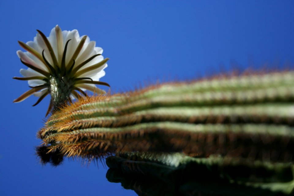 Ceres Cacti Triplicate