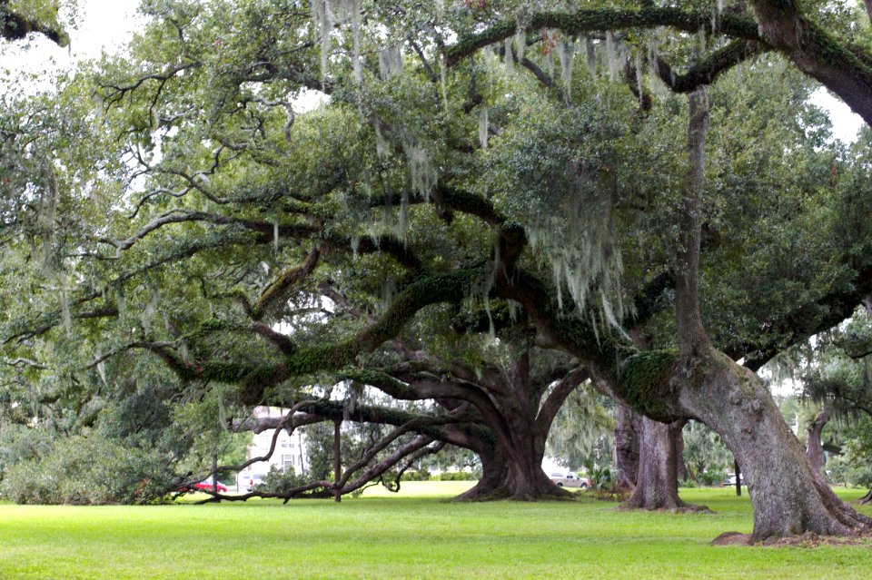 Giant Oaks