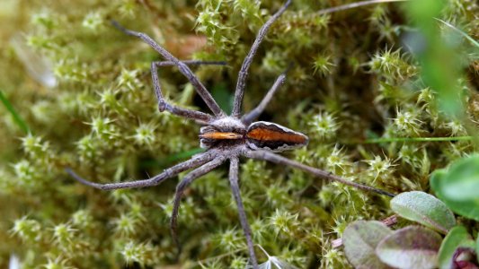 Pisaura mirabilis 1
