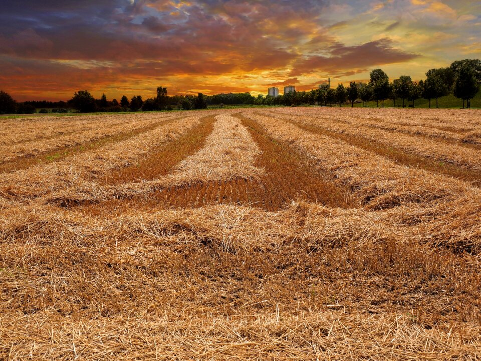 Mowed landscape sunset