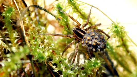 Pardosa sp. with offspring