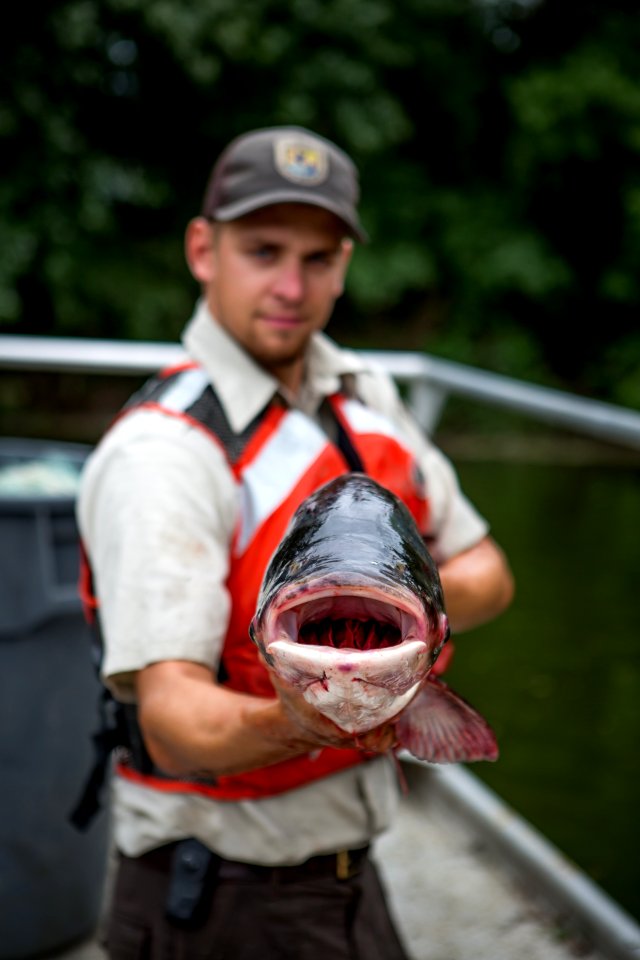Fisheries biologist holds massive bighead carp