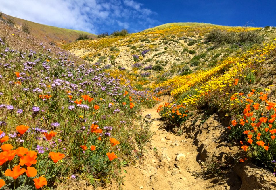 Spring, wildflowers,lancaster