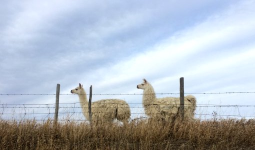 Llama-ing in Formation photo