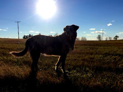 Back Lit Dog photo