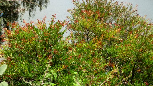 PRESA GPE. VICTORIA (16)