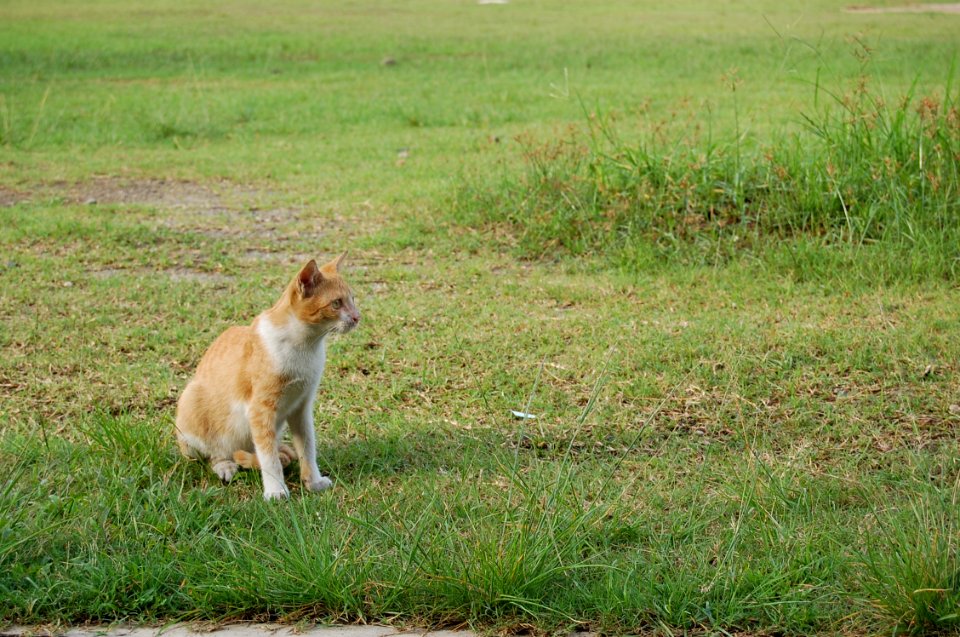 Photography School Exposure Cat (21)