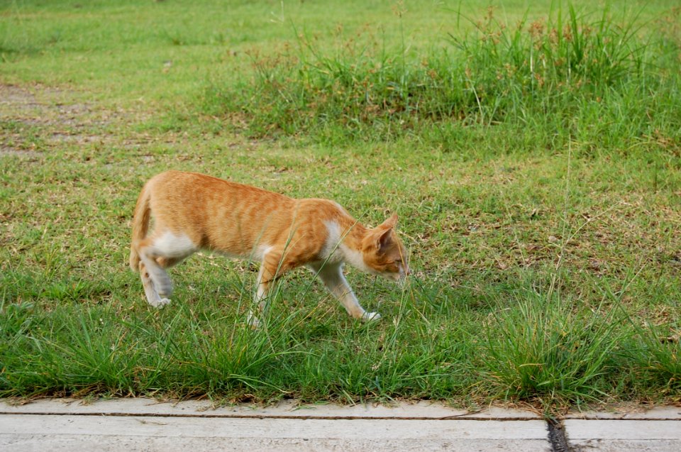 Photography School Exposure Cat (24)