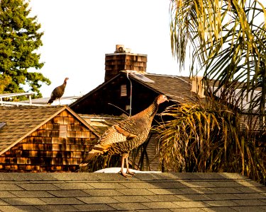Berkeley Turkeys on Rooftops