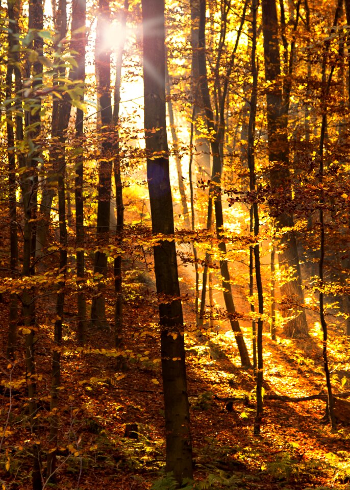 Forest path backlighting nature