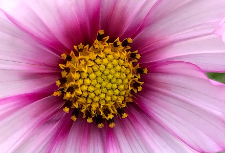 Eye of the Cosmo