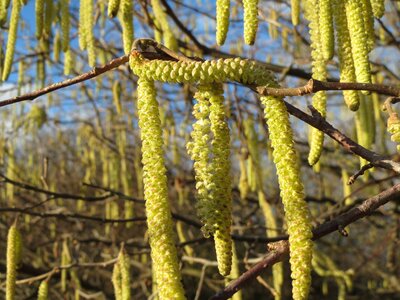 Macro flora botany
