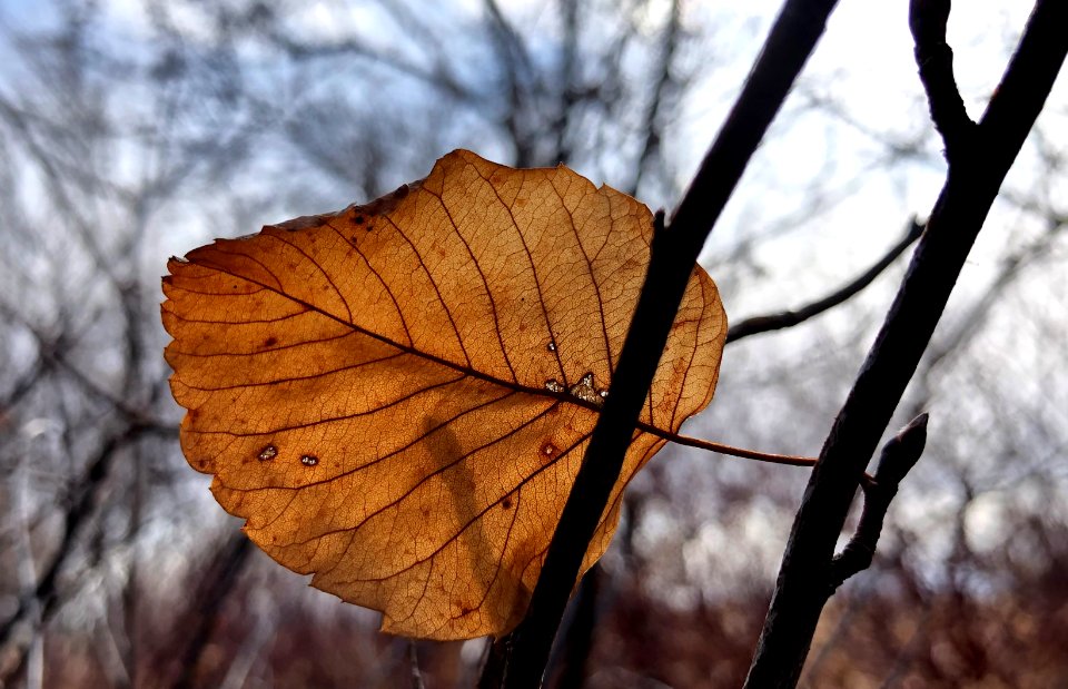 2020/366/103 Small Wonders While Wandering