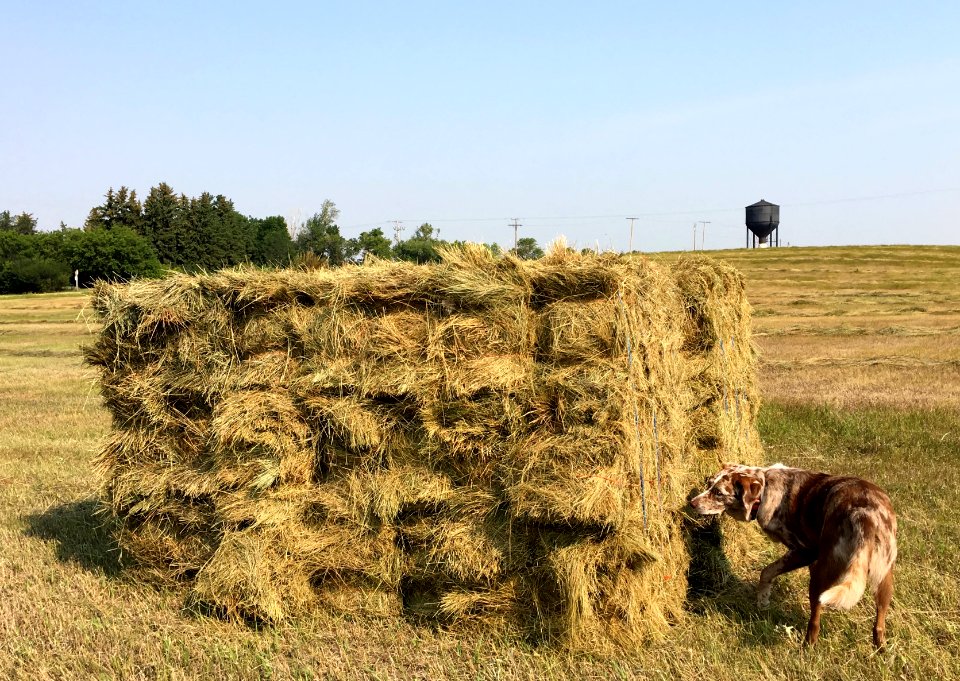 Hay! There is Hay! photo