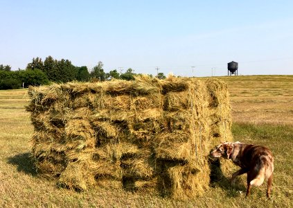 Hay! There is Hay!