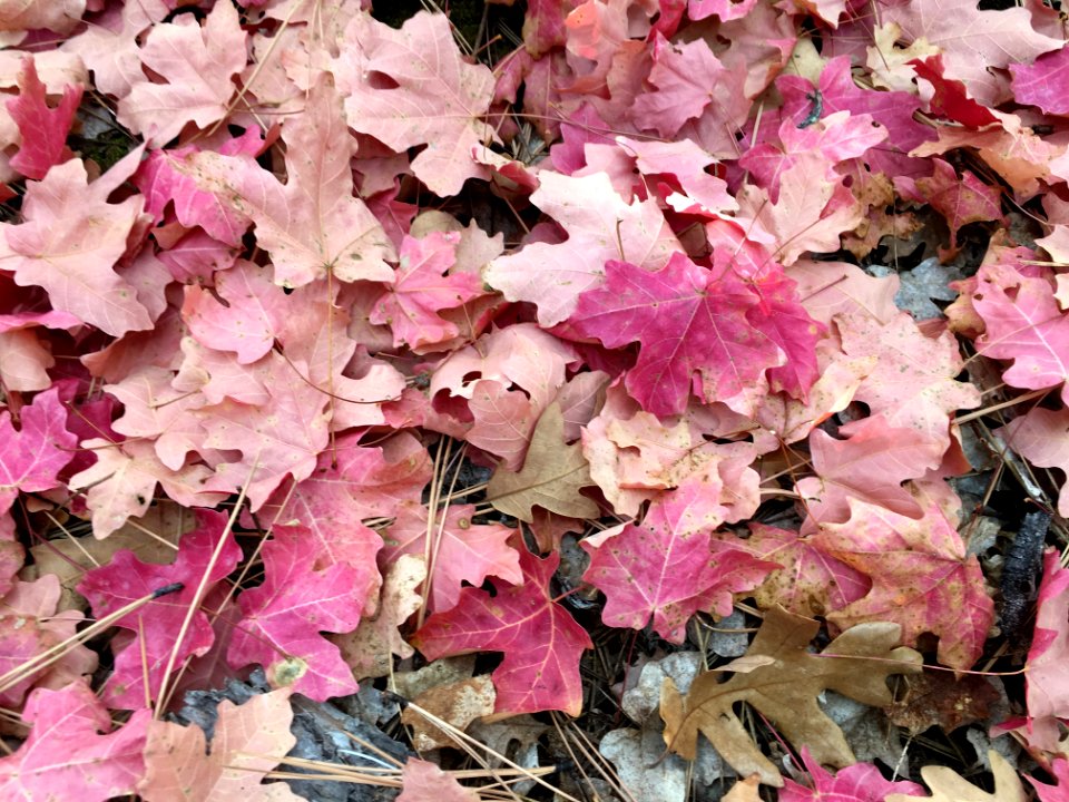 Last of the Fall Colors?