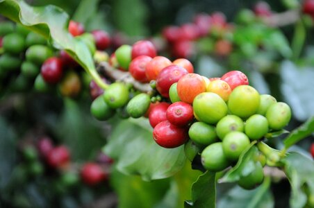 Grain coffee bean cup